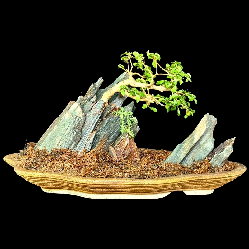 PREMNA MICROPHYLLA